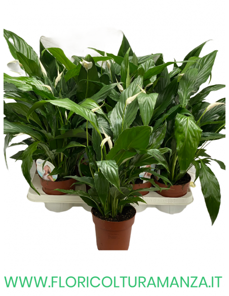 SPATHIPHYLLUM VASO 13