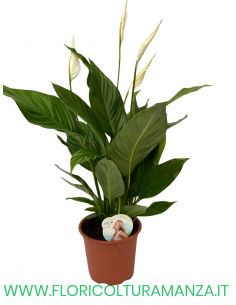 SPATHIPHYLLUM VASO 17