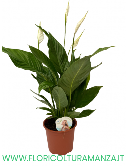 SPATHIPHYLLUM VASO 17