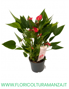ANTHURIUM VASO 12