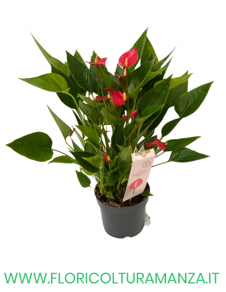 ANTHURIUM VASO 12
