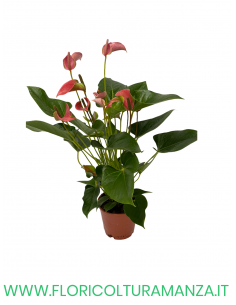 ANTHURIUM VASO 12 2