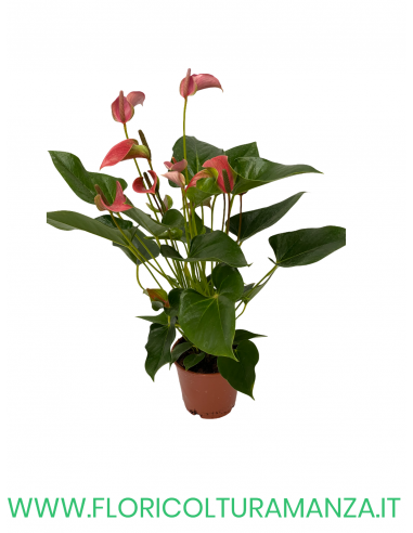 ANTHURIUM VASO 12