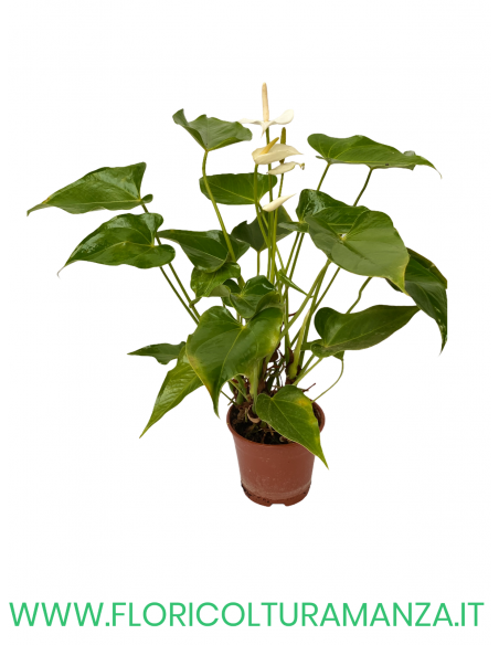 ANTHURIUM VASO 12