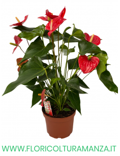 ANTHURIUM VASO 17
