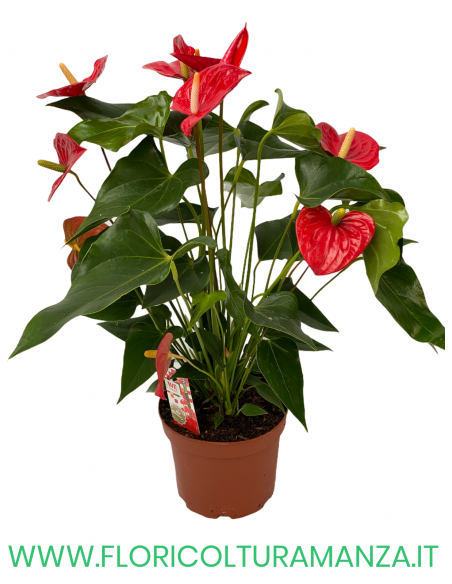 ANTHURIUM VASO 17