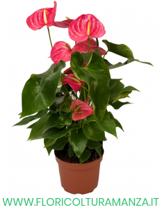 ANTHURIUM VASO 17 2