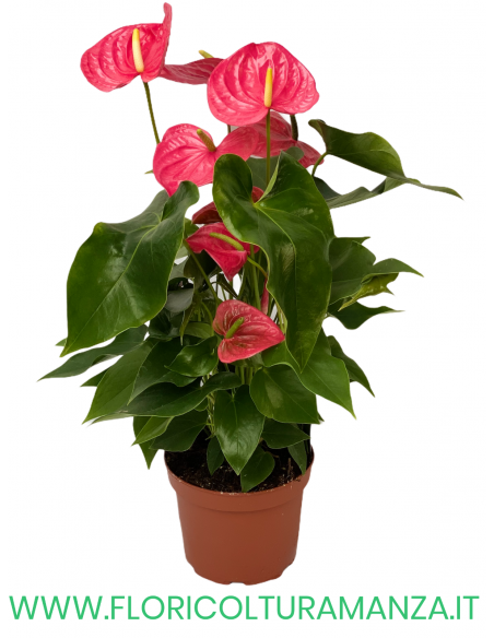ANTHURIUM VASO 17