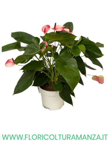 ANTHURIUM VASO 17