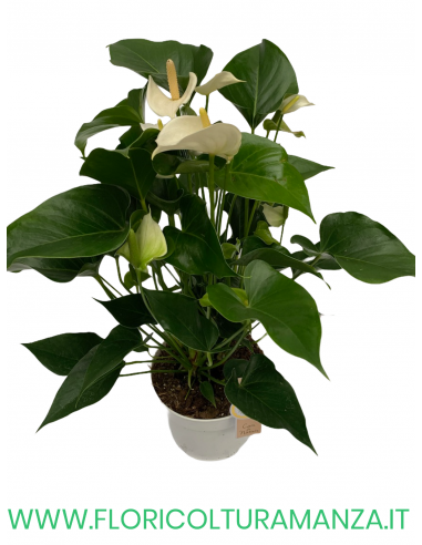 ANTHURIUM VASO 17