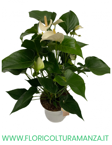 ANTHURIUM VASO 17