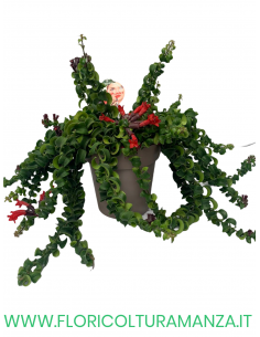 AESCHYNANTHUS RADICANS