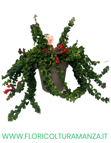 AESCHYNANTHUS RADICANS