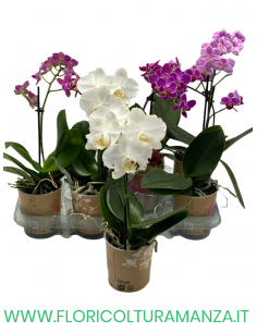 ORCHIDEA PHALAENOPSIS VASO 9