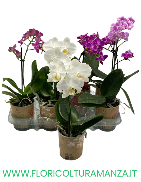 ORCHIDEA PHALAENOPSIS VASO 9