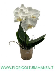 ORCHIDEA PHALAENOPSIS VASO 9 2