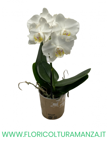 ORCHIDEA PHALAENOPSIS VASO 9