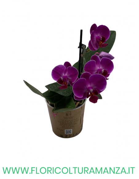 ORCHIDEA PHALAENOPSIS VASO 9