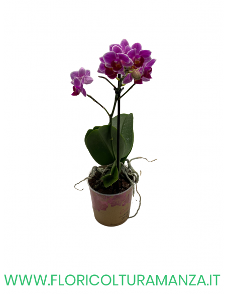 ORCHIDEA PHALAENOPSIS VASO 9