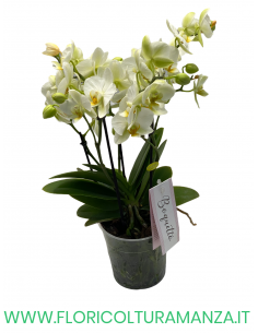 ORCHIDEA PHALAENOPSIS VASO 12