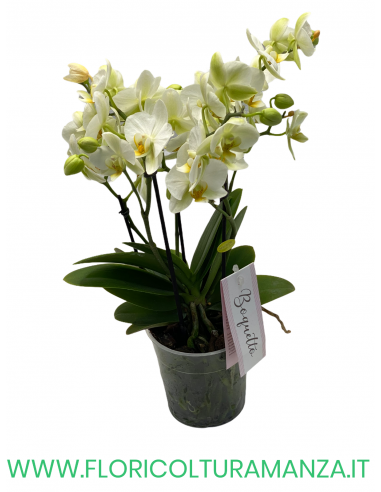 ORCHIDEA PHALAENOPSIS VASO 12
