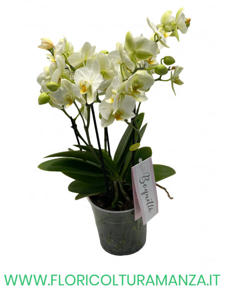 ORCHIDEA PHALAENOPSIS VASO 12