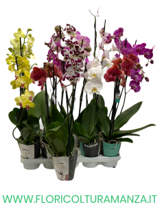 ORCHIDEA PHALAENOPSIS 2 RAMI  VASO 12