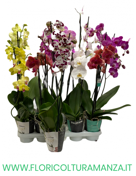 ORCHIDEA PHALAENOPSIS 2 RAMI  VASO 12