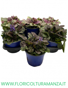 Ajuga Reptans   VASO 14