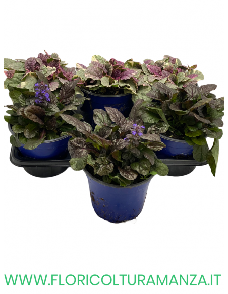 Ajuga Reptans   VASO 14