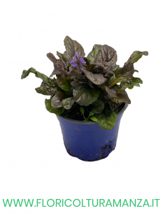 Ajuga Reptans   VASO 14 2