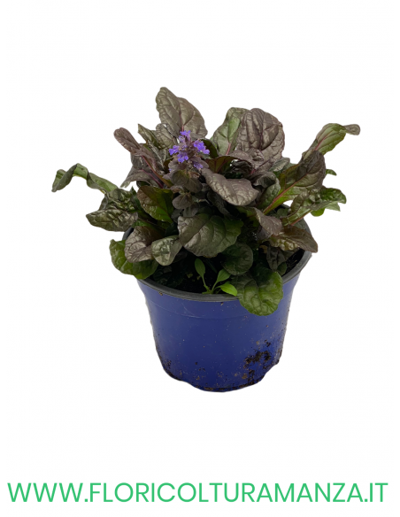 Ajuga Reptans   VASO 14