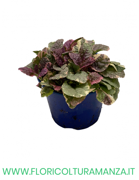 Ajuga Reptans   VASO 14
