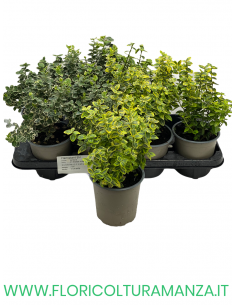 EUONYMUS 'EMERALD GAIETY’ VASO 13