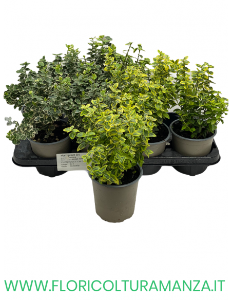 EUONYMUS 'EMERALD GAIETY’ VASO 13