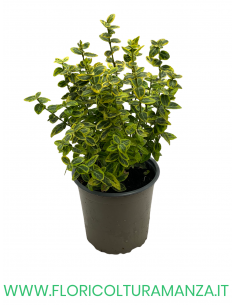 EUONYMUS 'EMERALD GAIETY’ VASO 13 2