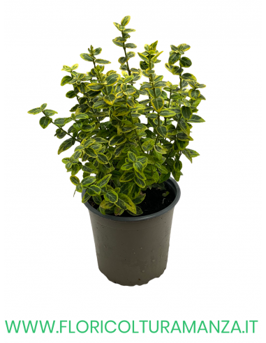 EUONYMUS 'EMERALD GAIETY’ VASO 13