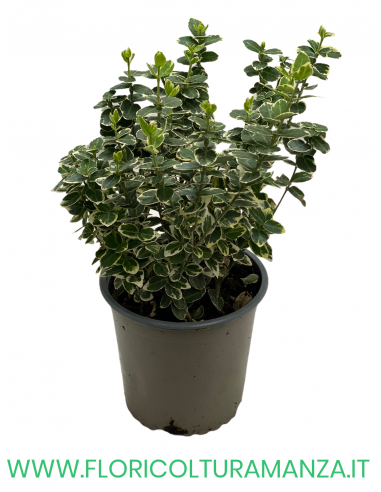 EUONYMUS 'EMERALD GAIETY’ VASO 13
