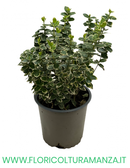 EUONYMUS 'EMERALD GAIETY’ VASO 13