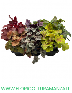 HEUCHERA SANGUINEA VASO 13