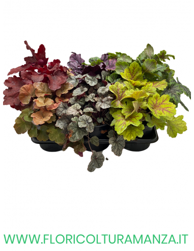 HEUCHERA SANGUINEA VASO 13