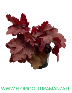 HEUCHERA SANGUINEA VASO 13 2
