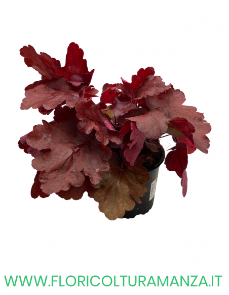 HEUCHERA SANGUINEA VASO 13