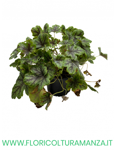 HEUCHERA SANGUINEA VASO 13