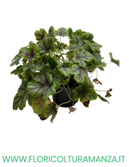 HEUCHERA SANGUINEA VASO 13