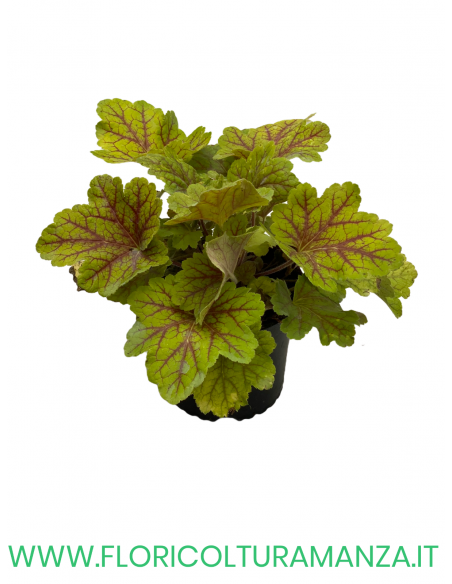HEUCHERA SANGUINEA VASO 13