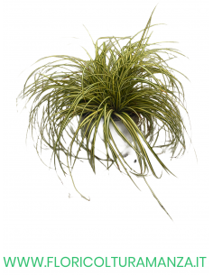 Carex oshimensis “Evergold”