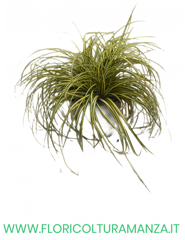 Carex oshimensis “Evergold”