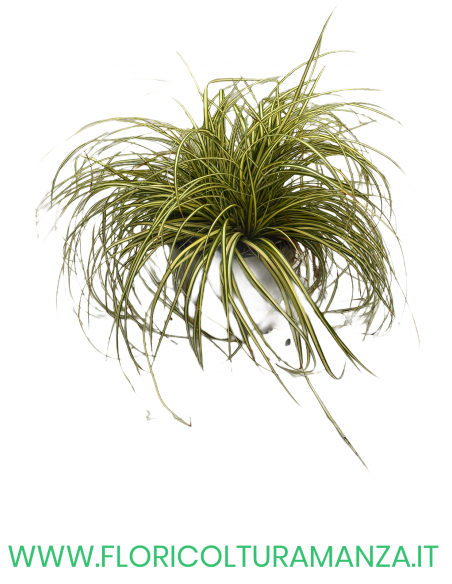 Carex oshimensis “Evergold”