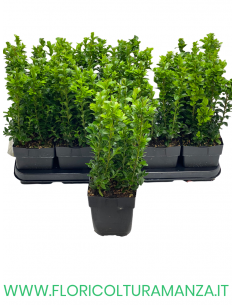 BUXUS SEMPERVIRENS ROTUNDIFOLIA VASO 12